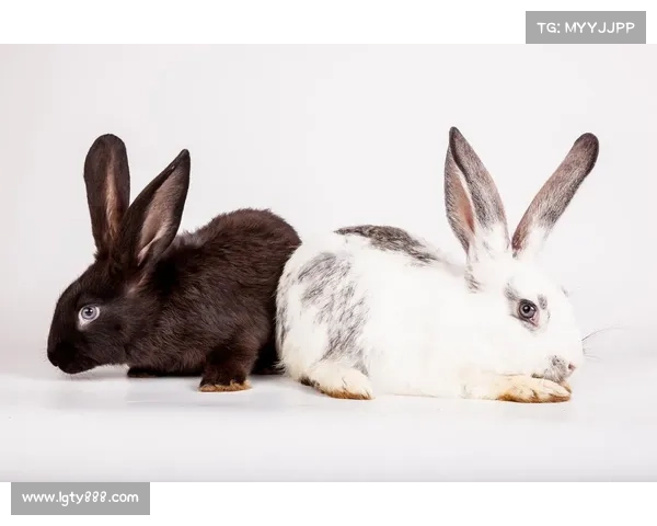 戴资颖宠物慈善活动亮相 亲自展示萌兔子关爱动物公益行动 戴资颖宠物慈善活动亮相 亲自展示萌兔子关爱动物公益行动